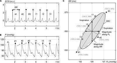 Cardiovagal Baroreflex Hysteresis Using Ellipses in Response to Postural Changes